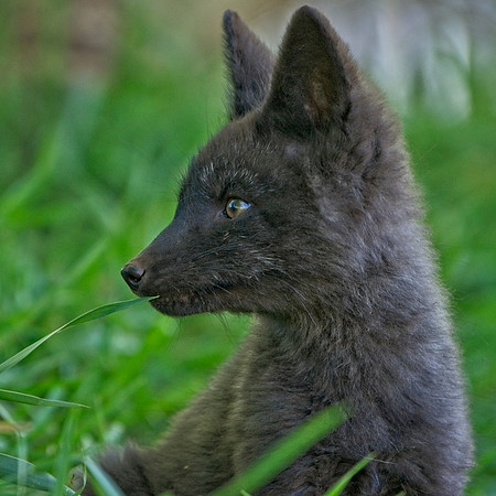 Fox Kits-0192
