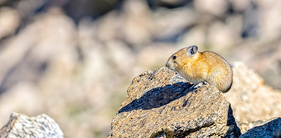 Pika-0637-1