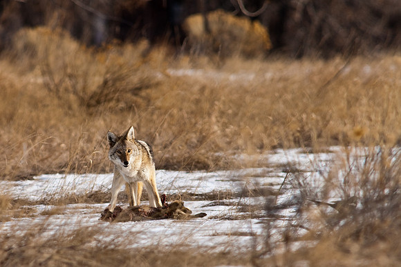 Coyote-9634.jpg