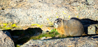 Mirrorless Marmots