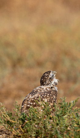 Burrowing Owl-0163