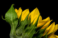 Floral Macro-06194