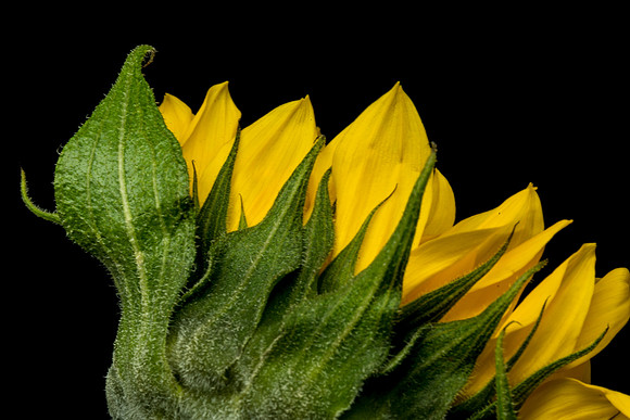 Floral Macro-06194