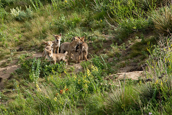 Coyote Pups-9295