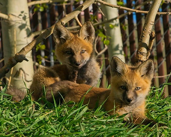Fox Kit-7305_Export