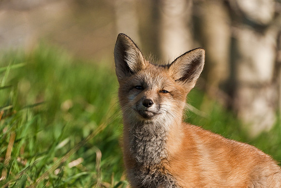 Fox Kit-4660