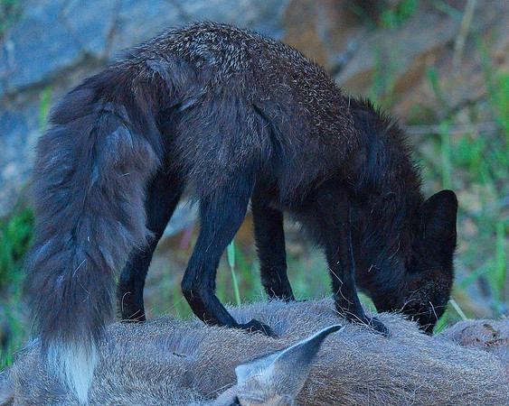 MT EVANS 7-2 (54)