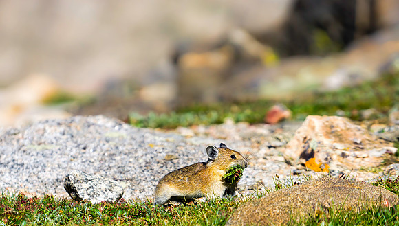 Pika Gathering0830-1