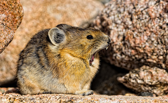 Pika Yawn-4659-2