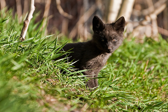 Fox Kit-5265