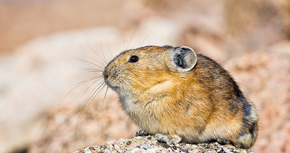Pika-4121-