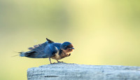 Swallow-4788