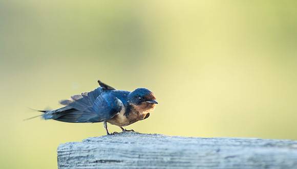 Swallow-4788