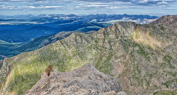 WAW-Baby Marmot-5543-5543