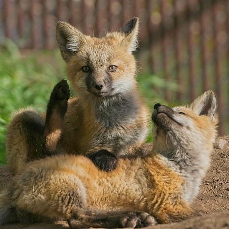 Fox Kits-8612