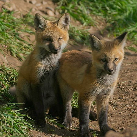 Fox Kits-8482