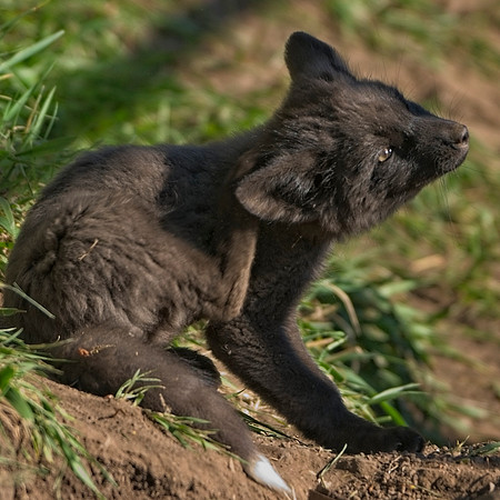 Fox Kit-7438