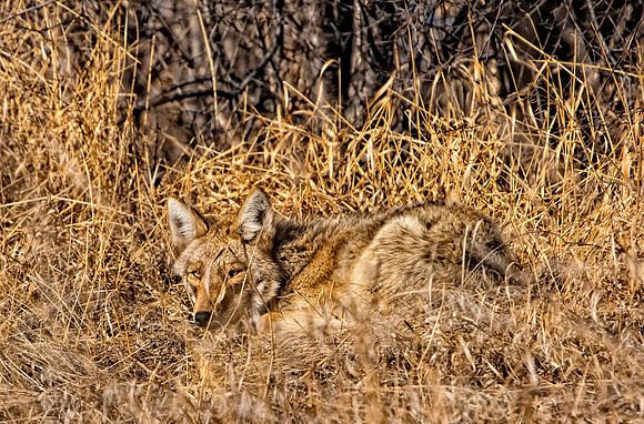 Coyote-7304-