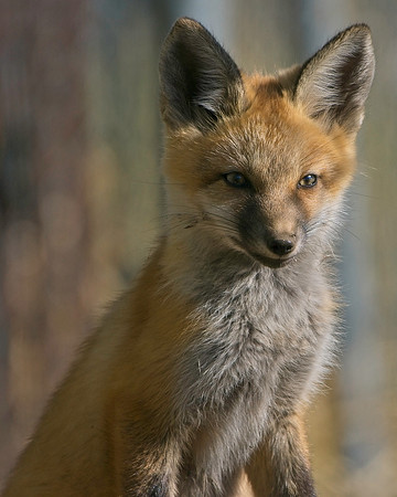 Fox Kits-7937