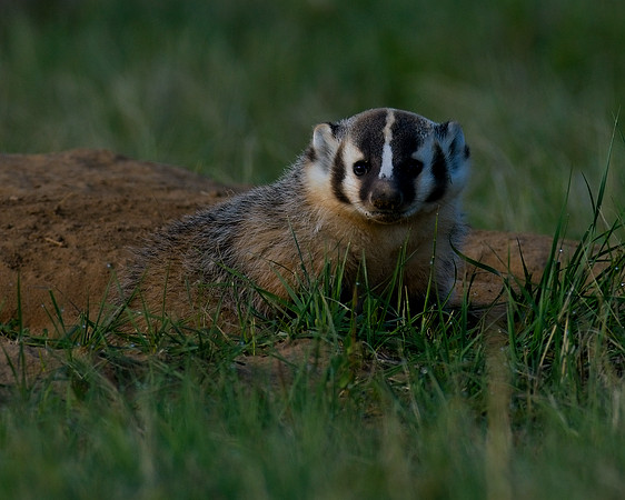 Badger-00049