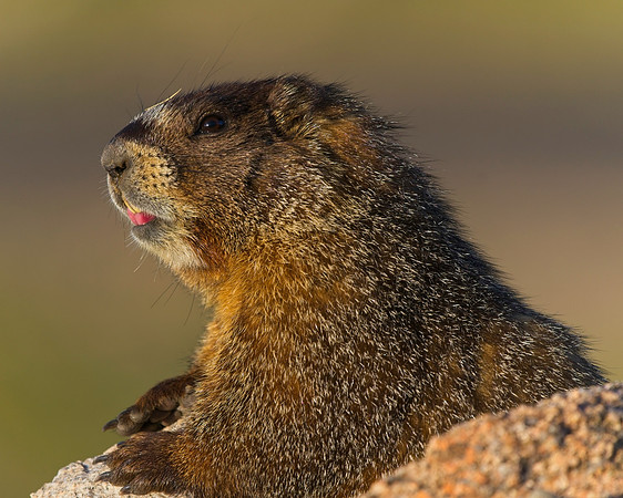 MT EVANS 7-23 (90)
