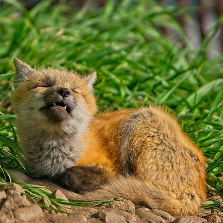 Fox Kits-8284_Export