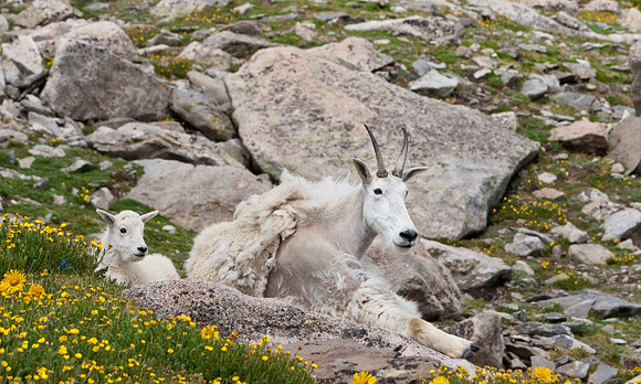 Mountain Goat-4978