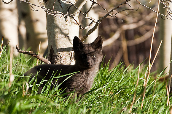 Fox Kit-4801