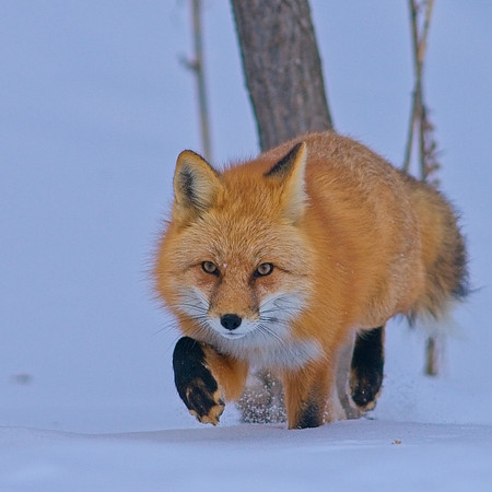 Fox-7524