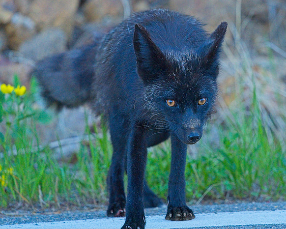 MT EVANS 7-2 (145)