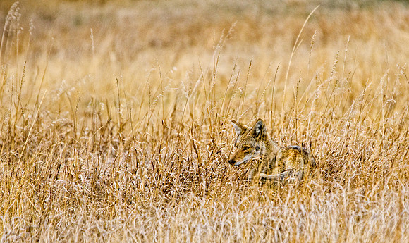 Coyote-0661-0661