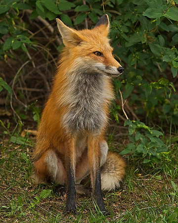 _JAY2771