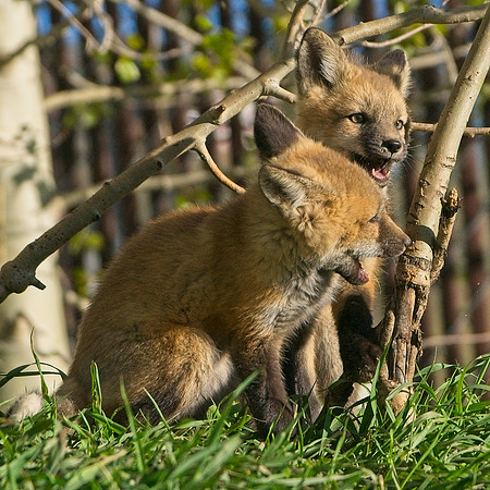 Fox Kit-7242