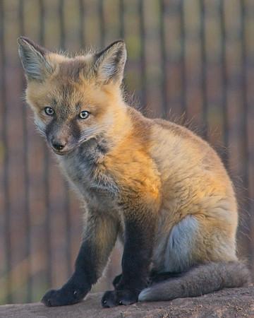 Fox Kits-6314_Export