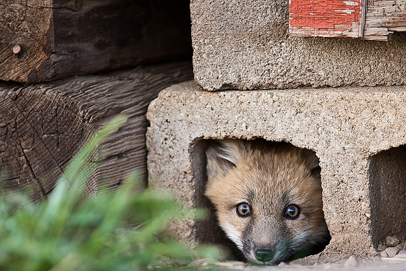 Fox Kit-6917