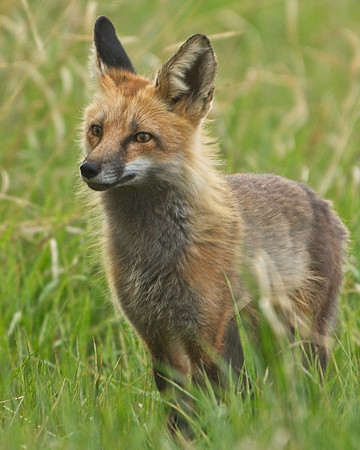 Fox Kits-0281