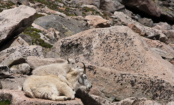 Mountain Goat-5295
