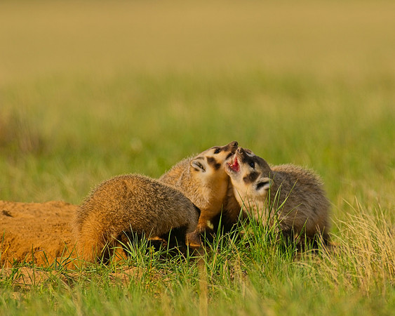 Badger-00379