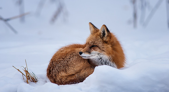 Snow Grumpy-7381-2