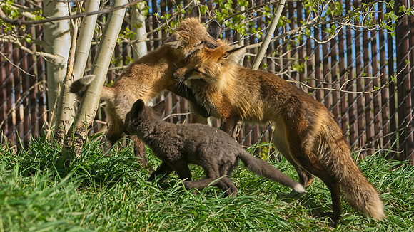 Fox Kit-7533