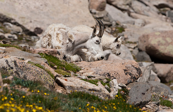 Mountain Goat-4930
