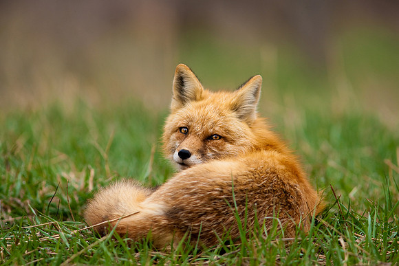 Red Fox-1342