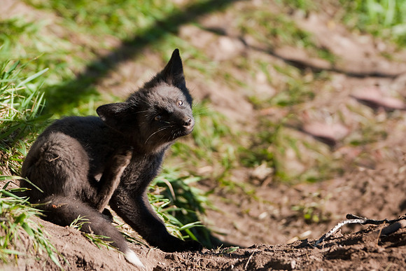 Fox Kit-7425
