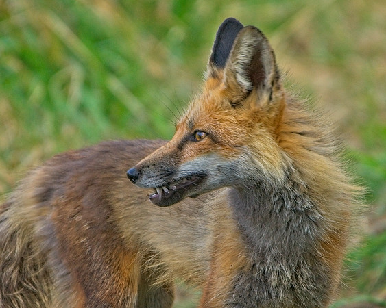 Fox Kits-0235_Export