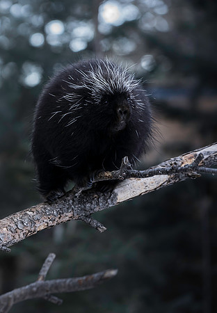 Porky-Pine-0093