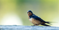 Swallow-4762