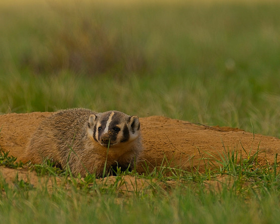Badger-00501