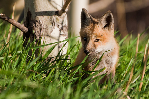 Fox Kit-4621