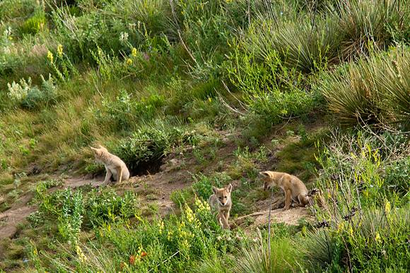 Coyote Pups-8970