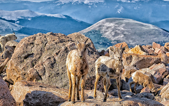 Bighorns-6249-
